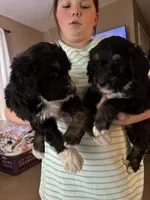 Hunter, a male Bernedoodle and Golden Mountain Doodle for sale in Cookeville, TN – 3 of 6