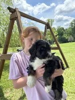 Scott, a male Bernedoodle and Golden Mountain Doodle for sale in Cookeville, TN – 3 of 4