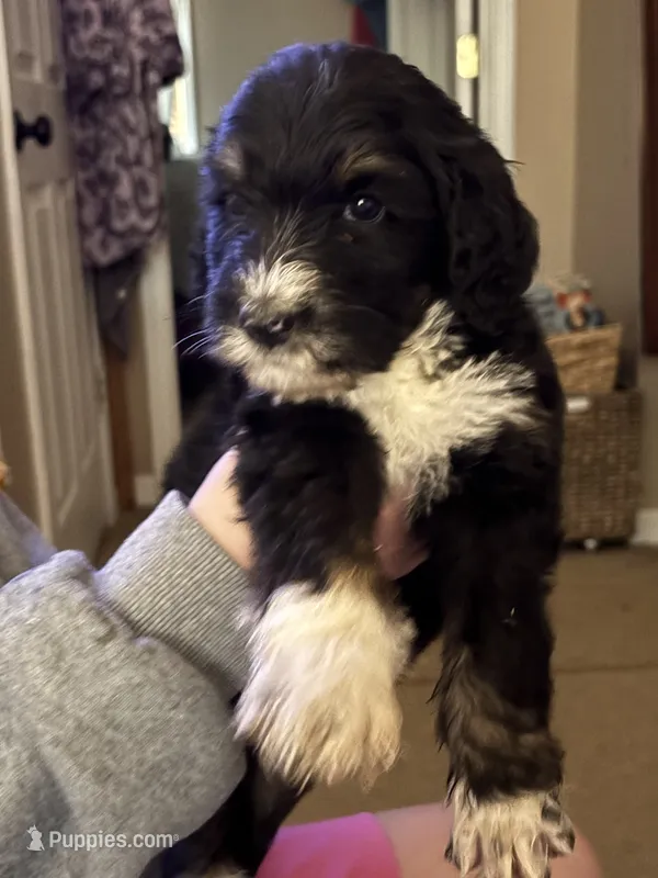 Scott – Golden Mountain Doodle puppy for sale in Cookeville, TN