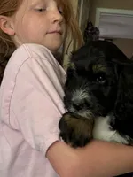 Rose, a female Golden Mountain Doodle for sale in Cookeville, TN – 2 of 3
