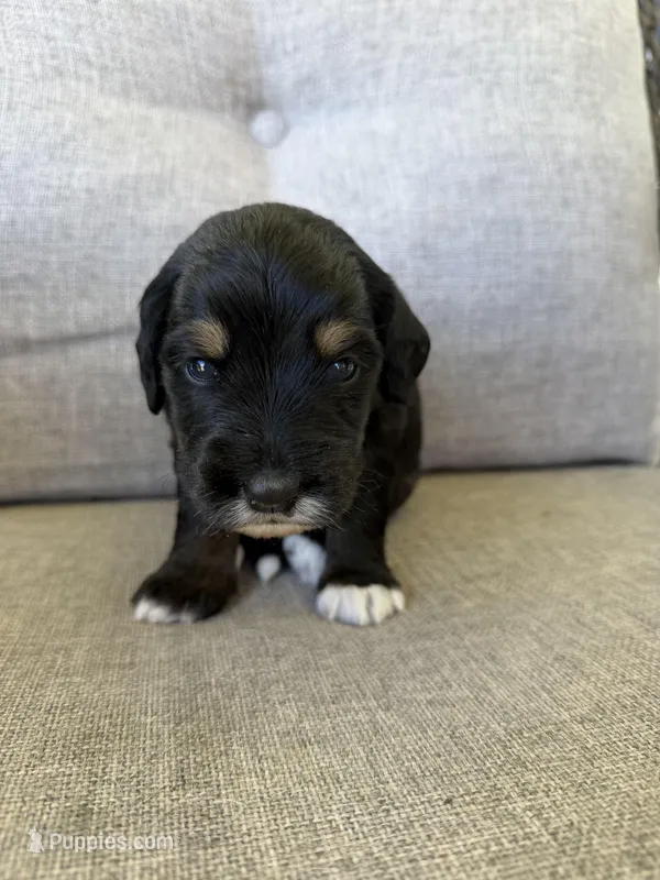 Hunter – Golden Mountain Doodle puppy for sale in Cookeville, TN