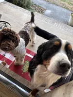 Hunter, a male Golden Mountain Doodle for sale in Cookeville, TN – 4 of 4