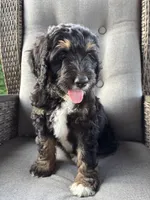 Hunter, a male Bernedoodle and Golden Mountain Doodle for sale in Cookeville, TN – 8 of 10