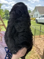 Hunter, a male Bernedoodle and Golden Mountain Doodle for sale in Cookeville, TN – 4 of 6