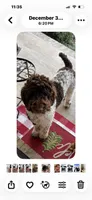 Hunter, a male Golden Mountain Doodle for sale in Cookeville, TN – 7 of 7