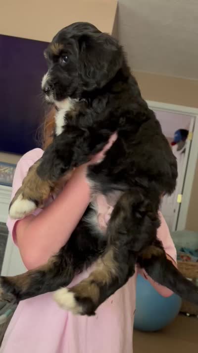 Rose, a female Golden Mountain Doodle for sale in Cookeville, TN – 3 of 3