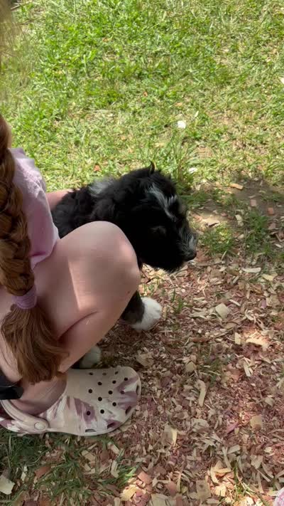 Ranger, a male Bernedoodle and Golden Mountain Doodle for sale in Cookeville, TN – 3 of 3