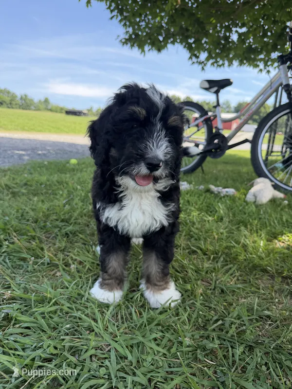 Ranger – Bernedoodle, Golden Mountain Doodle puppy for sale in Cookeville, TN
