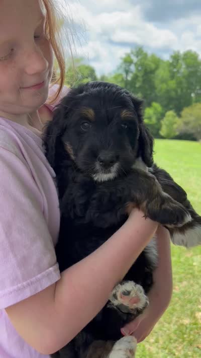 Hunter, a male Bernedoodle and Golden Mountain Doodle for sale in Cookeville, TN – 5 of 6