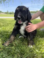 Hunter, a male Golden Mountain Doodle for sale in Cookeville, TN – 3 of 7
