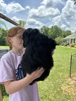 Scott, a male Bernedoodle and Golden Mountain Doodle for sale in Cookeville, TN – 4 of 4