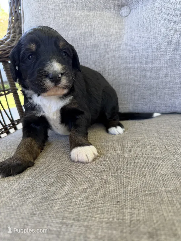 Rose – Golden Mountain Doodle puppy for sale in Cookeville, TN