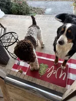 Rose, a female Golden Mountain Doodle for sale in Cookeville, TN – 5 of 5