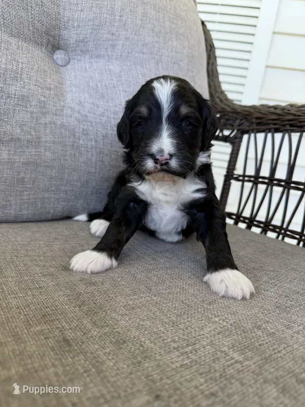 Ranger – Golden Mountain Doodle puppy for sale in Cookeville, TN