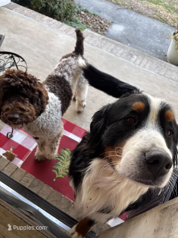 Ranger – Golden Mountain Doodle puppy for sale in Cookeville, TN