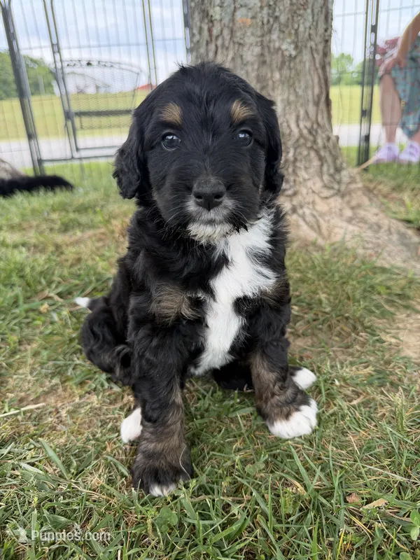 Hunter – Golden Mountain Doodle puppy for sale in Cookeville, TN