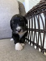 Scott, a male Golden Mountain Doodle for sale in Cookeville, TN – 1 of 6