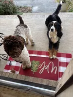 Ranger, a male Golden Mountain Doodle for sale in Cookeville, TN – 5 of 5