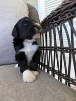Scott, a male Golden Mountain Doodle for sale in Cookeville, TN – 3 of 6