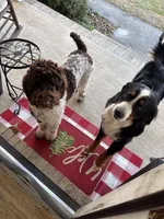 Scott, a male Golden Mountain Doodle for sale in Cookeville, TN – 5 of 6