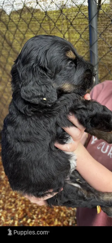 Hunter – Golden Mountain Doodle puppy for sale in Cookeville, TN