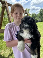 Scott, a male Bernedoodle and Golden Mountain Doodle for sale in Cookeville, TN – 2 of 4