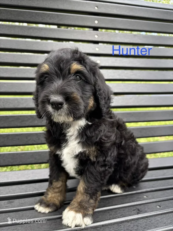 Hunter – Bernedoodle, Golden Mountain Doodle puppy for sale in Cookeville, TN