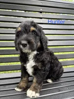 Hunter, a male Bernedoodle and Golden Mountain Doodle for sale in Cookeville, TN – 1 of 6