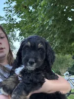 Hunter, a male Golden Mountain Doodle for sale in Cookeville, TN – 4 of 7