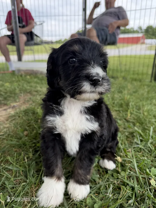 Scott – Golden Mountain Doodle puppy for sale in Cookeville, TN