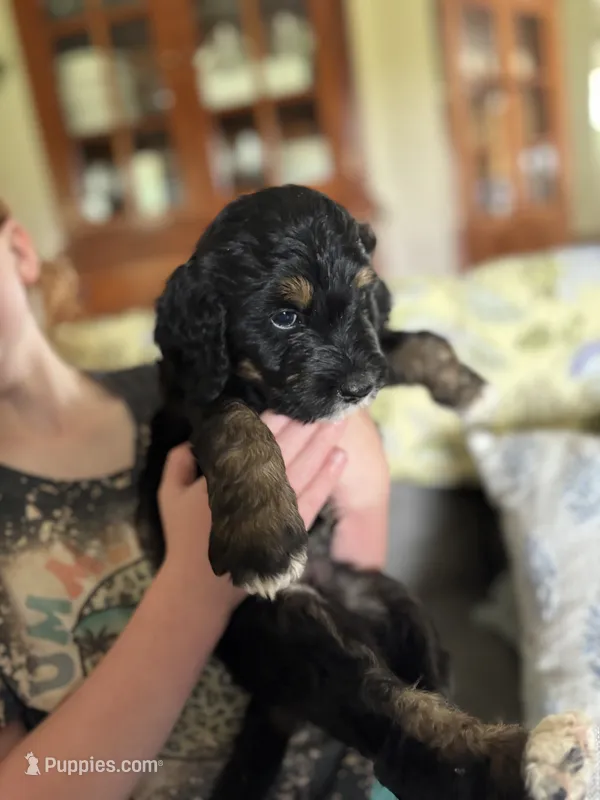 Hunter – Golden Mountain Doodle puppy for sale in Cookeville, TN