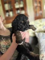 Hunter, a male Bernedoodle and Golden Mountain Doodle for sale in Cookeville, TN – 2 of 6