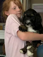 Rose, a female Golden Mountain Doodle for sale in Cookeville, TN – 1 of 3