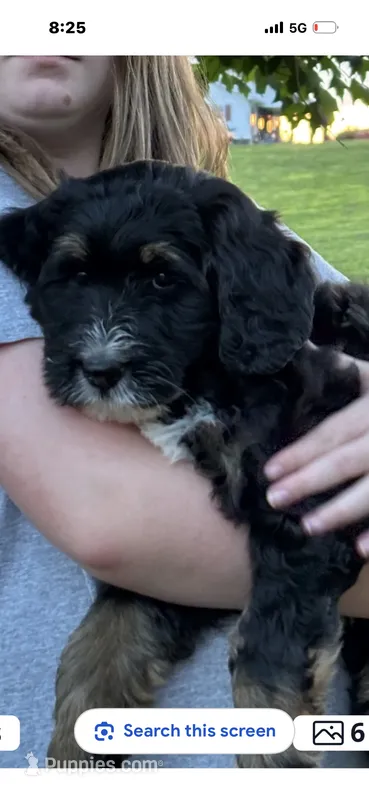 Rose – Bernedoodle, Golden Mountain Doodle puppy for sale in Cookeville, TN