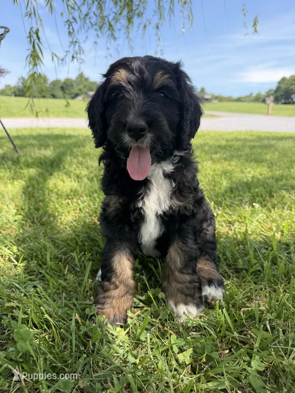 Hunter – Golden Mountain Doodle puppy for sale in Cookeville, TN
