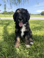 Hunter, a male Golden Mountain Doodle for sale in Cookeville, TN – 1 of 7