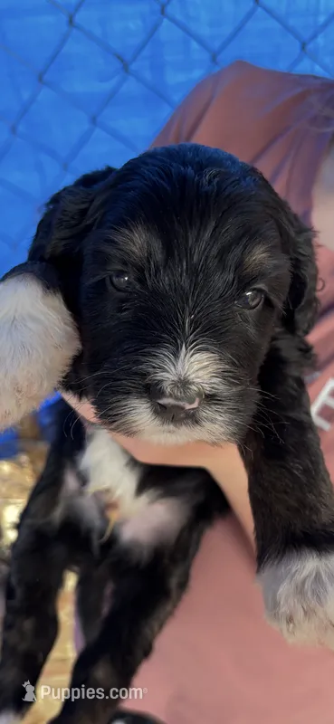 Scott – Golden Mountain Doodle puppy for sale in Cookeville, TN