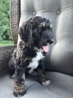 Hunter, a male Bernedoodle and Golden Mountain Doodle for sale in Cookeville, TN – 9 of 10