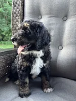 Hunter, a male Bernedoodle and Golden Mountain Doodle for sale in Cookeville, TN – 10 of 10