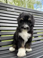 Scott, a male Bernedoodle and Golden Mountain Doodle for sale in Cookeville, TN – 1 of 4