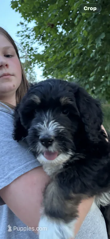 Scott – Bernedoodle, Golden Mountain Doodle puppy for sale in Cookeville, TN