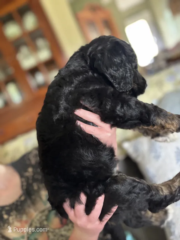 Hunter – Golden Mountain Doodle puppy for sale in Cookeville, TN