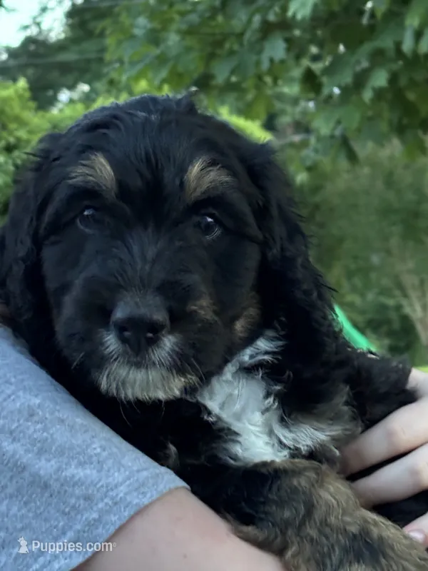 Hunter – Bernedoodle, Golden Mountain Doodle puppy for sale in Cookeville, TN