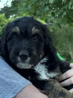Hunter, a male Golden Mountain Doodle for sale in Cookeville, TN – 2 of 7