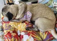 Reba Fawn, a female Pug for sale in Pittsburgh, PA – 2 of 4