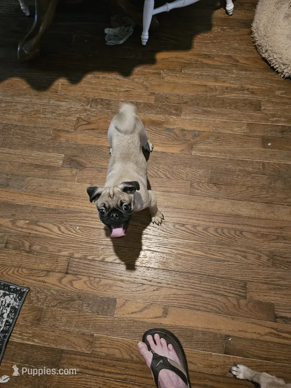 Francis Fawn – Pug puppy for sale in Pittsburgh, PA
