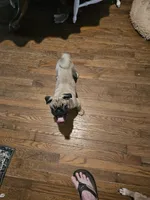Francis Fawn, a male Pug for sale in Pittsburgh, PA – 1 of 1
