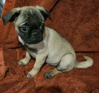 AKC FAWN 1, a male Pug for sale in Pittsburgh, PA – Photo 2 of 3
