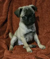 AKC FAWN 1, a male Pug for sale in Pittsburgh, PA – Photo 3 of 3