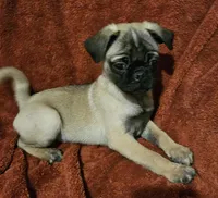 AKC FAWN 1, a male Pug for sale in Pittsburgh, PA – Photo 1 of 3